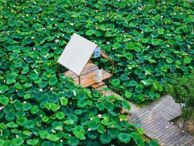 抓住暑假的小尾巴来蔡甸乡村田园慢游！(图5)