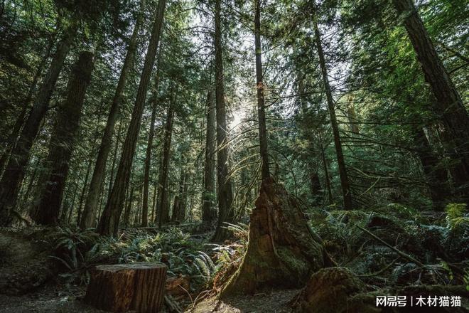 木头云：探索木材的多样性