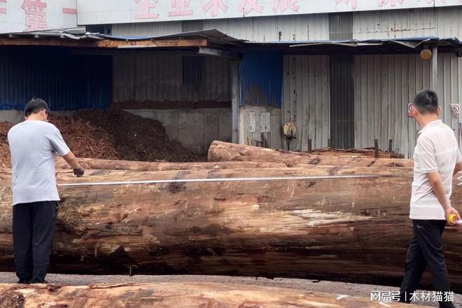木头云：探索木材的多样性(图2)
