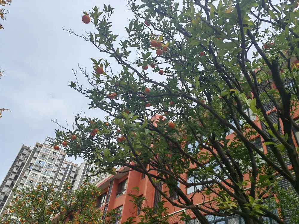 为什么一所小学有829张乒乓球桌?(图8)