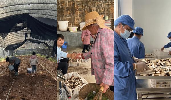 九游体育：奇富科技百万帮扶云南中屏镇：菌菇田里的振兴密码与“村BA”的双向奔赴